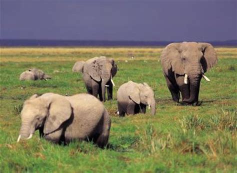 Animals in Grassland Areas | Animals, Photography tours, Safari tour