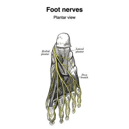 Plantar Foot Anatomy Nerves