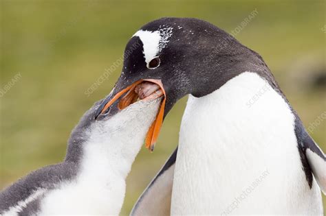 Gentoo penguin feeding its chick - Stock Image - Z808/0181 - Science ...