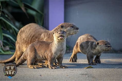 Dad of Bishan otter family dies, otter watchers mourn his loss | The ...