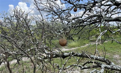 Citrus Greening: What is it and how is it affecting honey? - Runamok