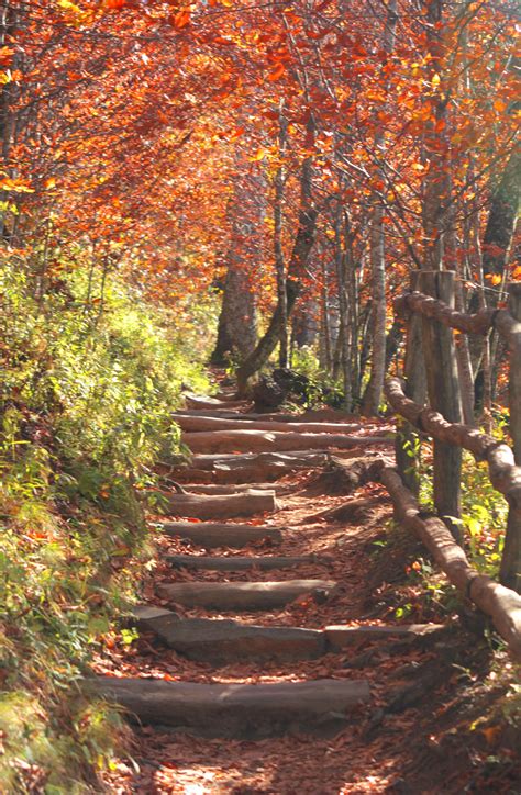 appalachian-trail-at-newfound-gapjpg/ | Appalachian trail hiking ...