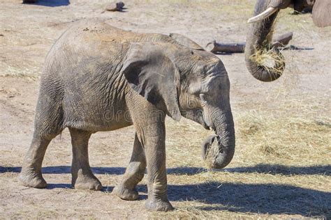 Elephant eating hay stock photo. Image of wild, beast - 1031642