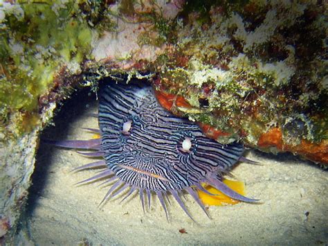 Yucatan Wildlife: Cozumel