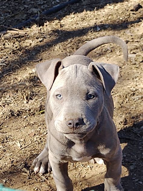 57+ Bull Terrier Puppies San Antonio Tx Photo - Bleumoonproductions