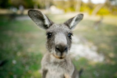 "Australian Wildlife" Images – Browse 2,605 Stock Photos, Vectors, and ...