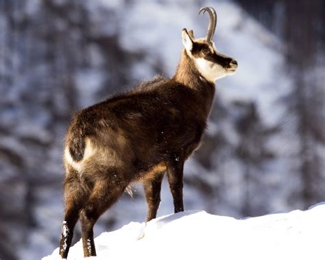 Chamois hunting in Romania