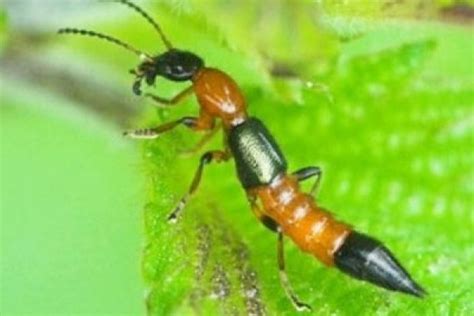 Poisonous Tomcat beetle strikes in Pamekasan - ANTARA News