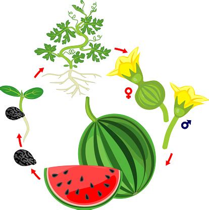 Life Cycle Of Watermelon Plant Stages Of Watermelon Growth From Seed ...