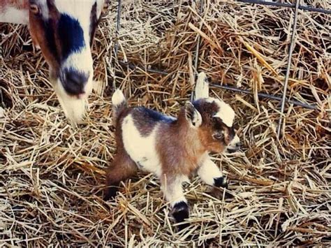 The 34 Cutest Baby Pygmy Goats On The Internet!