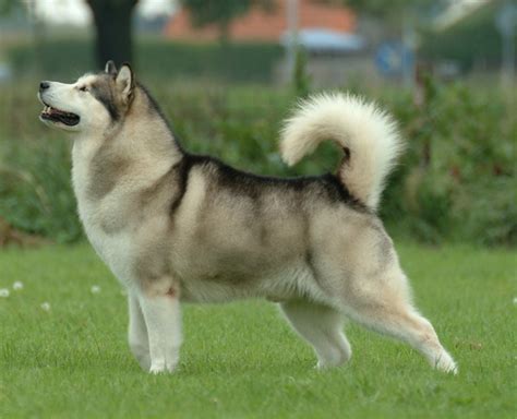 Alaskan Malamute – Wikipedia