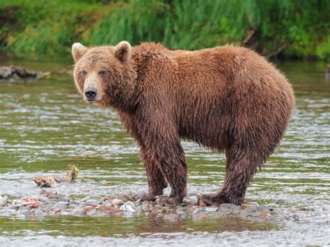 Man injured in wild bear attack in Manipur’s Chandel district ...