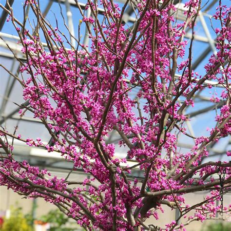 Buy 'Forest Pansy' Redbud Online | Flowering Trees | Bay Gardens