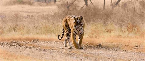 Wildlife Tour in Rajasthan