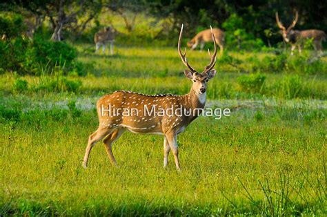 "Ceylon Spotted Deer" by Hiran Maddumage | Redbubble