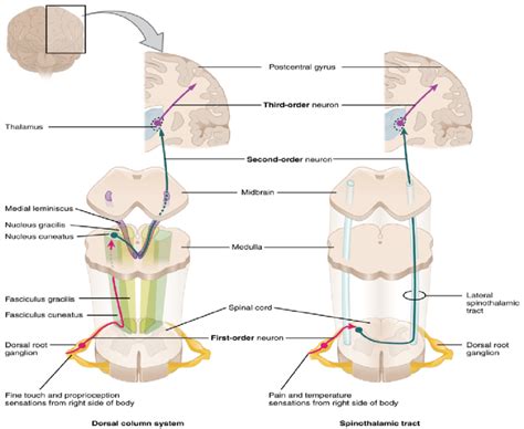 The Dorsal root ganglion (DRG) from the peripheral nervous system... | Download Scientific Diagram