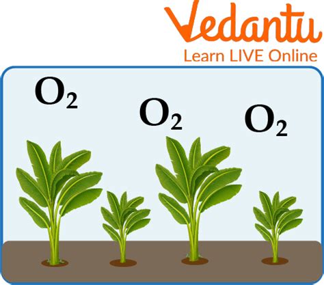 Uses of Oxygen | Learn Important Terms and Concepts