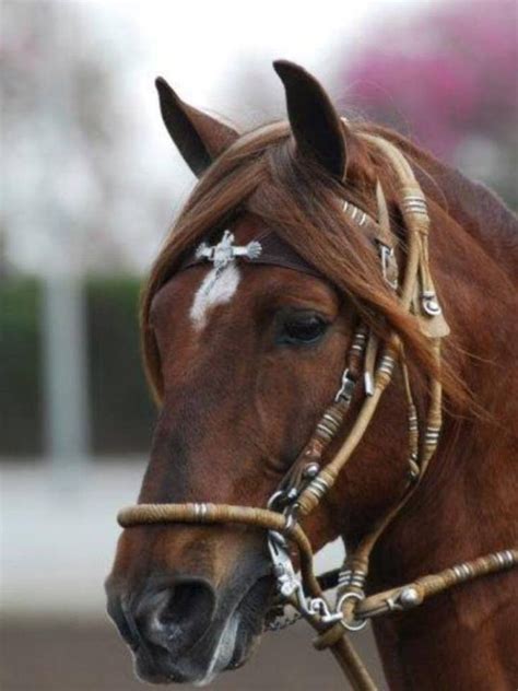 Peruvian Paso | Horses, Animals