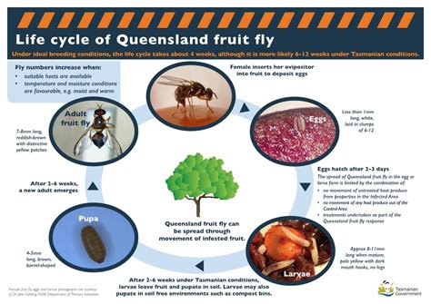 How to Control Queensland Fruit Fly in the Home Garden, An Integrated ...