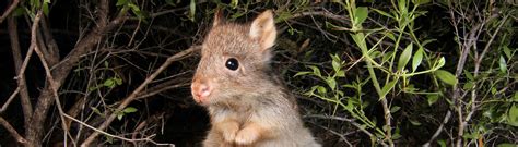 RUFOUS BETTONG - Aussie Ark