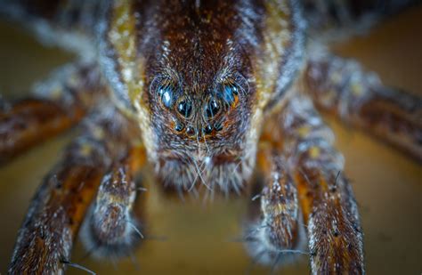 Fotos gratis : arácnido, invertebrado, Fotografía macro, de cerca ...