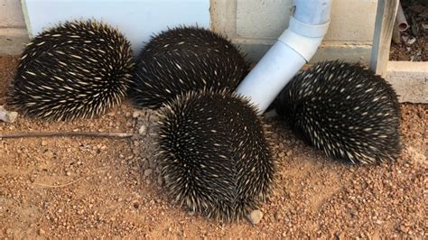 Echidna breeding season underway, with rare group sightings by ...