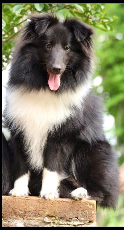 Bi-Black and White Sheltie --- reminds me of my Aonghois --- I miss him ...