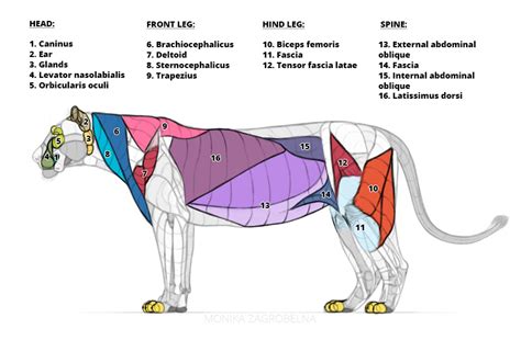 Lion Anatomy for Artists: Skeleton and Muscle Diagrams – Monika Zagrobelna