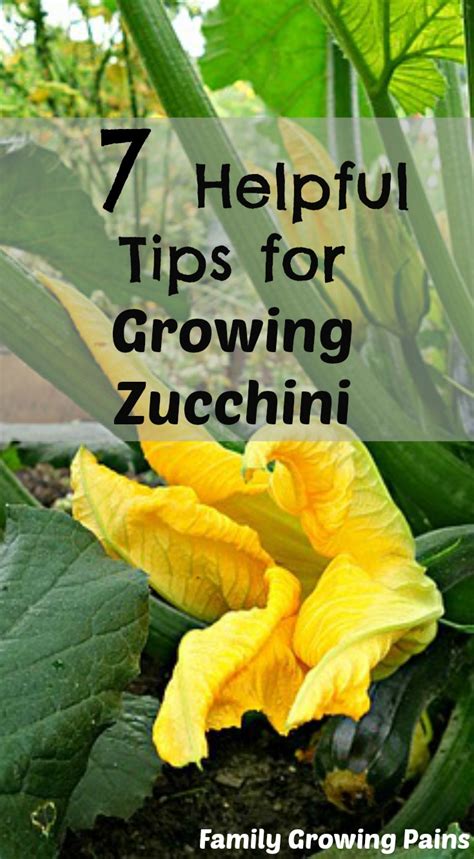 7 helpful tips for growing zucchini plants – Artofit