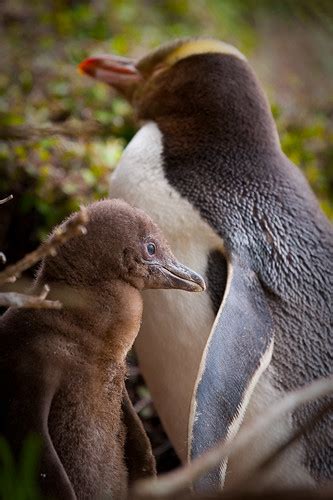 Baby Birdorable: Yellow-eyed Penguin in Penguins, Baby Birds