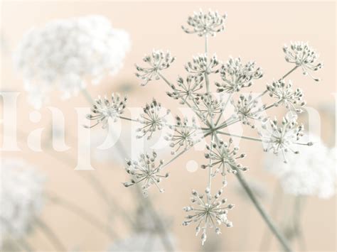 Beautiful Cow Parsley Blossoms Wallpaper | Happywall