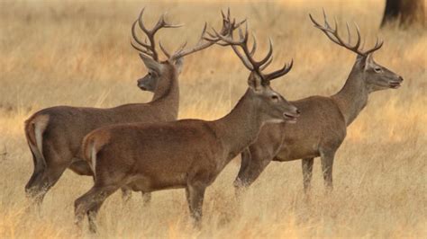 El significado profundo de los animales rumiantes de pezuñas hendidas ...