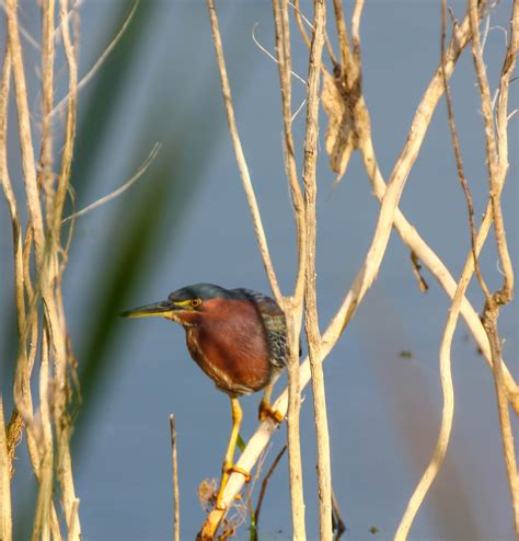 Cannundrums: Green Heron - Florida 2018