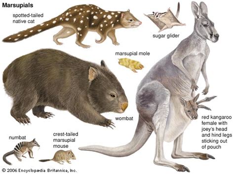 Marsupial | mammal | Britannica.com