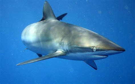 😌😌Look at this picture of an unnamed requiem shark😌😌 : r/zoologycirclejerk