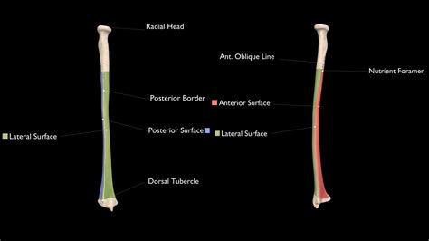 Radius 3d Anatomy | Doc Jana