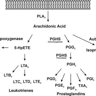 Fatty acid nomenclature and structures. The nomenclature used to... | Download Scientific Diagram