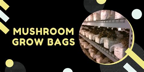 The Ultimate Guide to Mushroom Grow Bags for Fruiting and Spawn