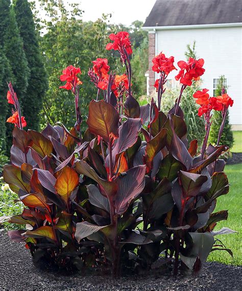 Canna Lily Bulbs Dark Red/Purple Musifolia Large tropical | Etsy