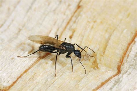 Flying Ants: What Are They and How to Get Rid of Them