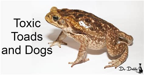 Toxic Toads in the United States | Hemopet