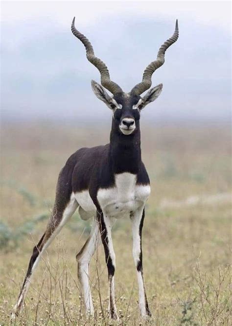 Male Blackbuck (Antilope cervicapra) with impressive spiraling horns. | Rare animals, Unusual ...