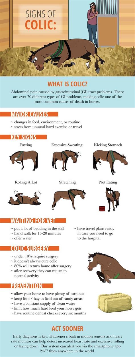 Signs of colic | Horse health, Equine veterinary, Healthy horses