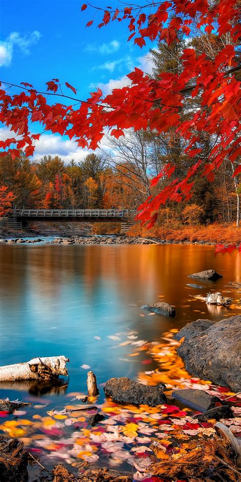 Autumn Forest Wallpaper 4K, Landscape, Maple trees, Lake