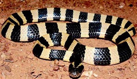 Krait - Likes Water, Deadly Bite | Animal Pictures and Facts | FactZoo.com