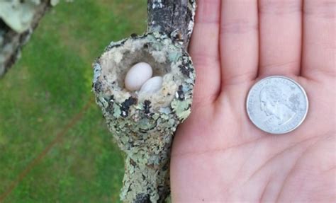 Bee Hummingbird eggs - Lazer Horse