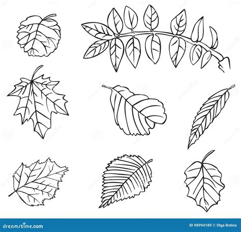 Tree leaves drawing stock vector. Illustration of birch - 98994189