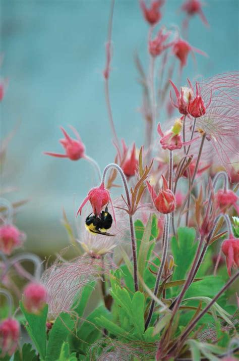 Geum triflorum Prairie Smoke | Prairie Moon Nursery