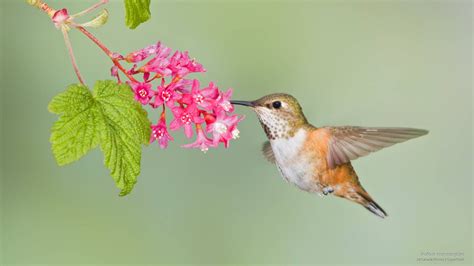 Top 999+ Hummingbird Wallpaper Full HD, 4K Free to Use