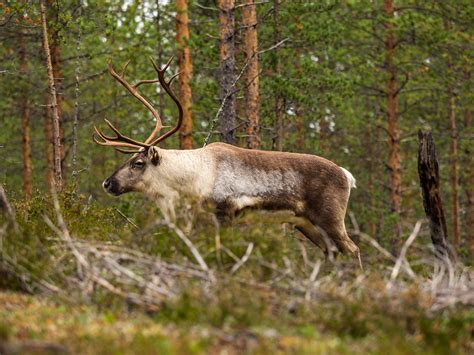 Wildlife in Finland | Behance